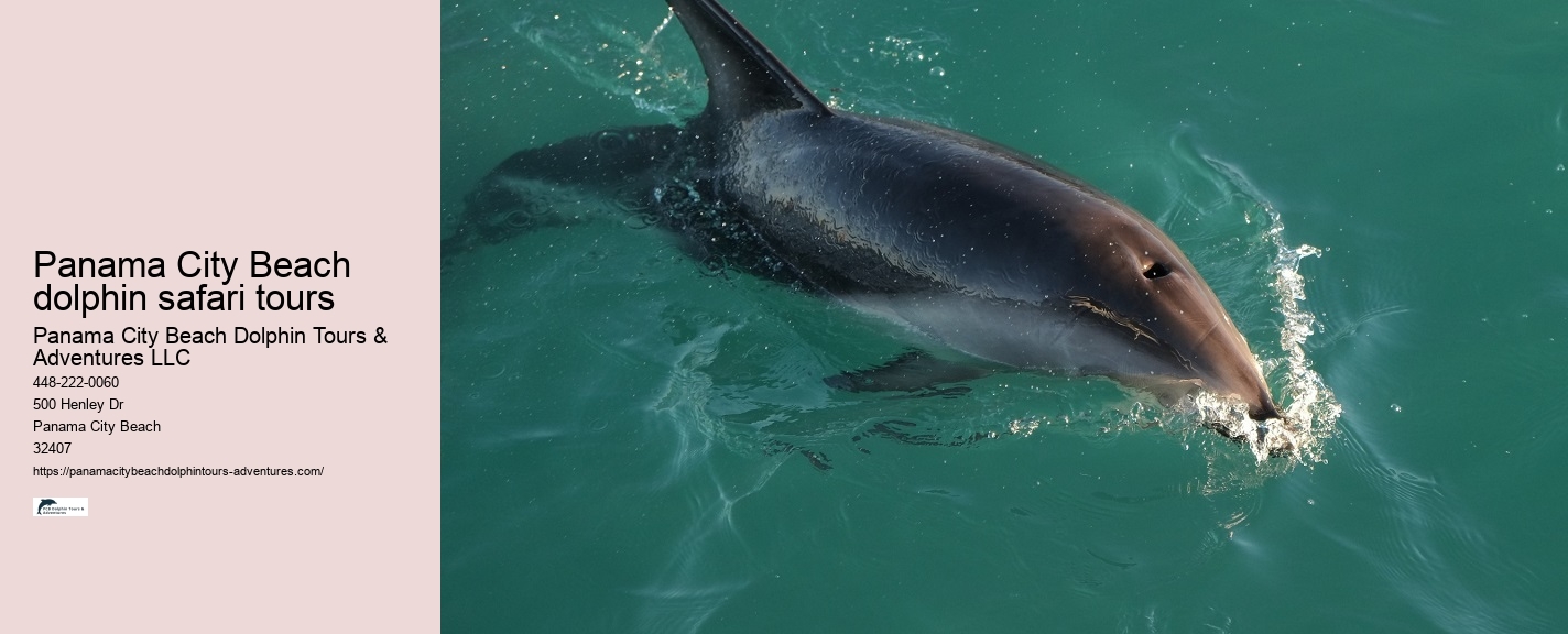 Panama City Beach dolphin safari tours